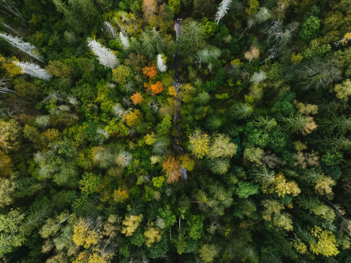 Paysage forestier d'automne, investissement durable